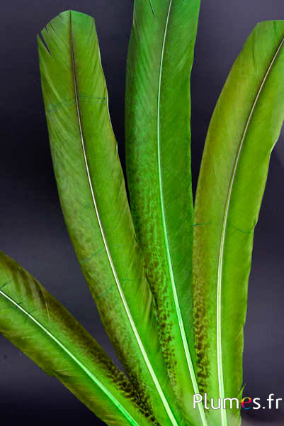 Pavone viola - 45-52 cm - lime